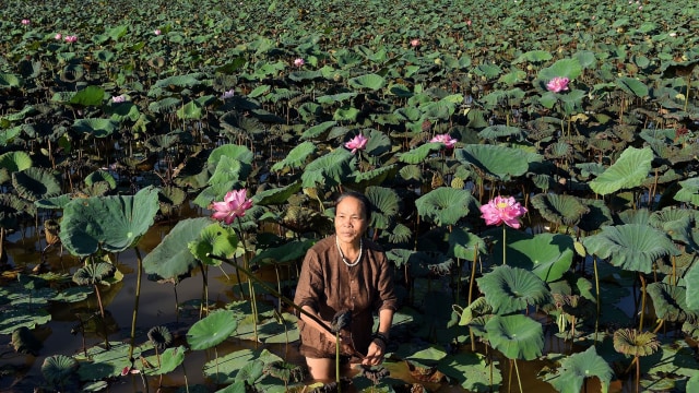 han Thi Thuan mengumpulkan batang teratai untuk dijadikan sutra di Hanoi, Vietnam. Foto: Nhac NGUYEN/AFP
