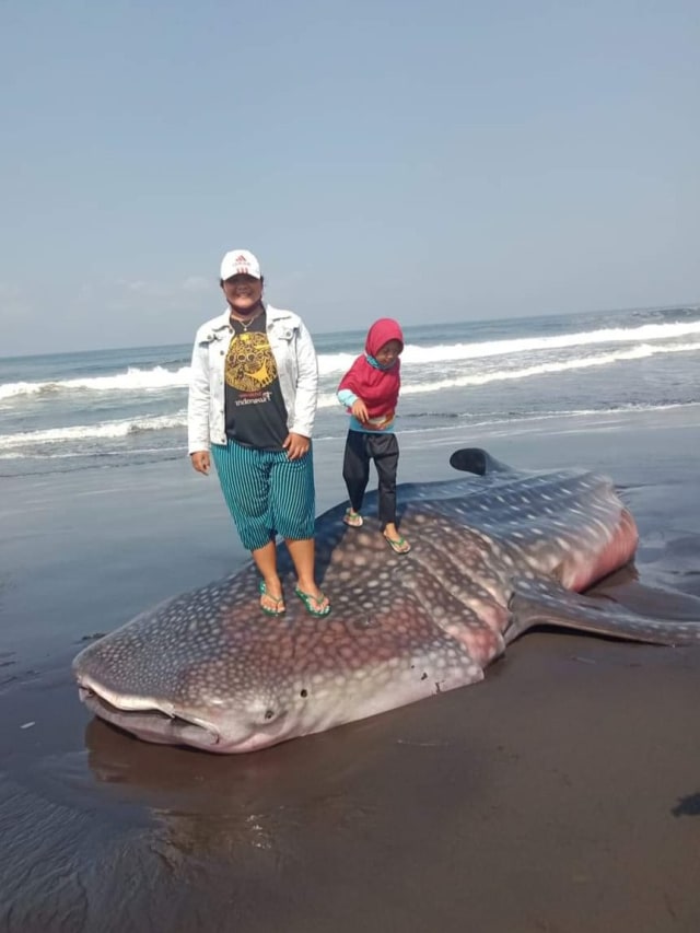 Hiu Tutul terdampar di Pantai Paseban Jember, Jatim. Foto: Dok. Istimewa