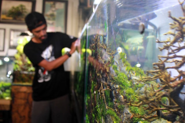 Aquascape karya Herry Rasio.