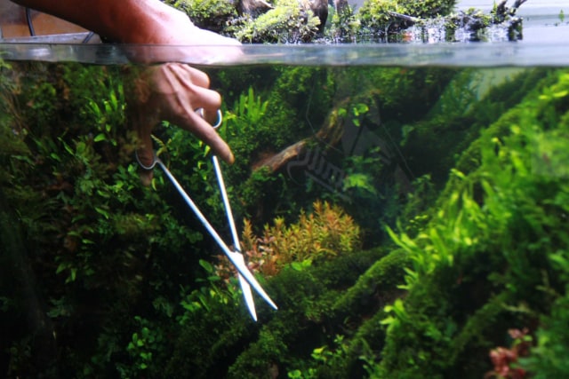 Aquascape karya Herry Rasio.