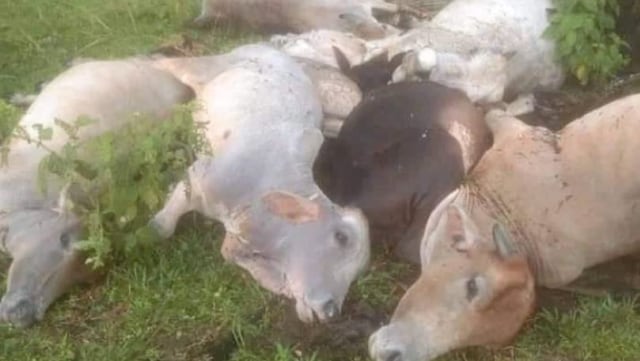 Sejumlah Lembu tewas kaarena tersambar petir di Sumatera Utara. Foto: Instagram/@Laburaku