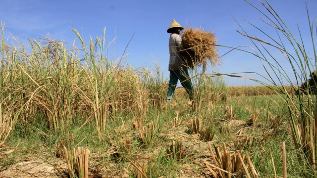 Petani memanen padi di sawah. Foto: Arnas Padda/ANTARA FOTO