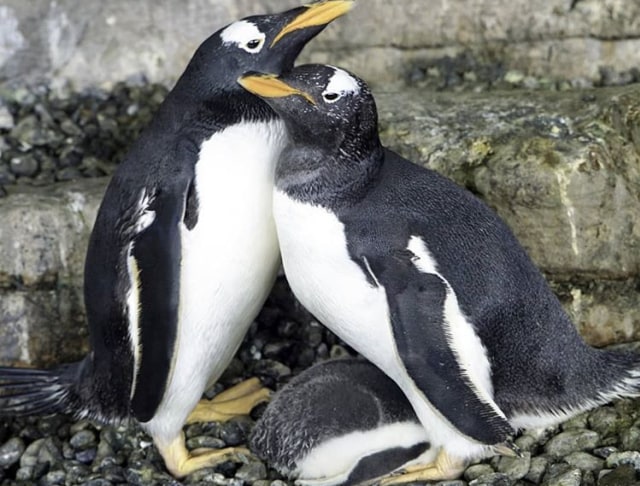 Penguin Gentoo sesama jenis di Spanyol dan bayi mereka Foto: Instgaram Oceanographic Valencia