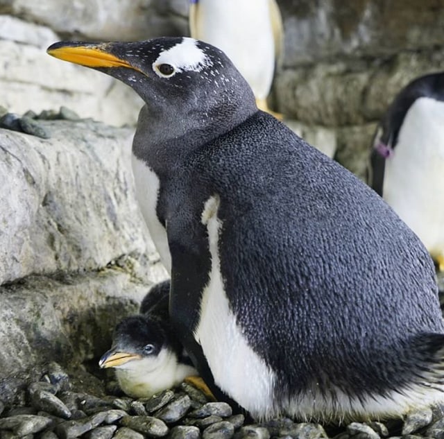 Aneh Tapi Nyata: Sepasang Penguin Gay Curi Telur dari Pasangan Sesama Jenis Lain (64716)