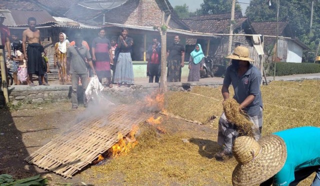 Para petani tembakau di Probolinggo nekat membakar hasil panennya