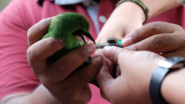 Ilustrasi Menjinakkan Burung Cucak Ijo. Foto:  Irsan Mulyadi /ANTARA FOTO