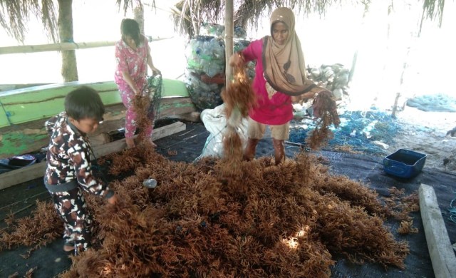 Budidaya rumput laut di Dusun Mampie, Polewali Mandar, Sulawesi Barat. Foto: Dok. Istimewa