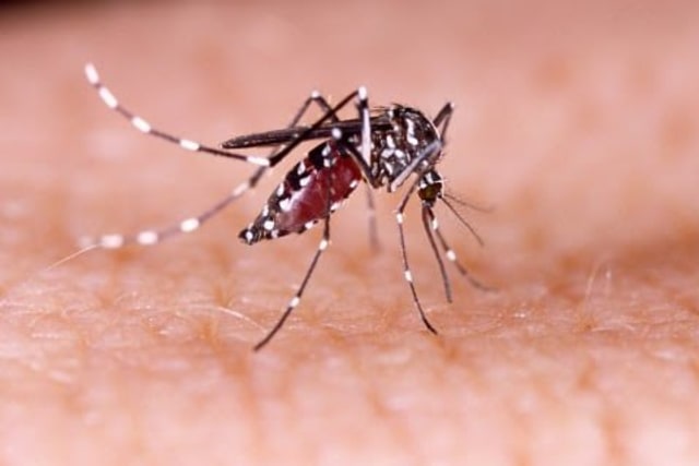 ﻿﻿Ilustrasi nyamuk Aedes Aegypti. Foto: Shutterstock