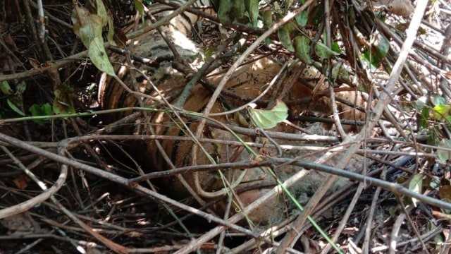 HARIMAU Sumatera (Panthera tigris sumatrea) tewas terjerat sling di lokasi areal konsesi PT Seraya Sumber Lestari, Rabu (2/9/2020). 