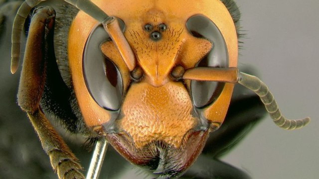Lebah Raksasa Asia. Foto: Wikipedia