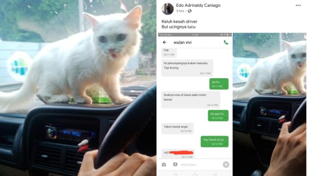 Viral Foto Seekor Kucing Menjadi Penumpang Taksi Online (70219)