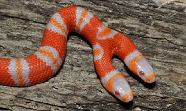Milk Snake berkepala dua. Foto: YouTube/Red Reef