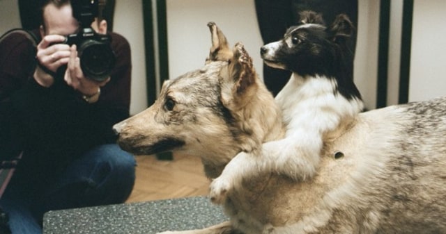 Anjing kepala dua di Rusia. Foto: thejournal.ie