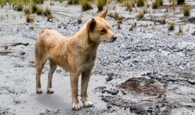 Anjing Bernyanyi Papu Foto: New Guinea Highland Wild Dog