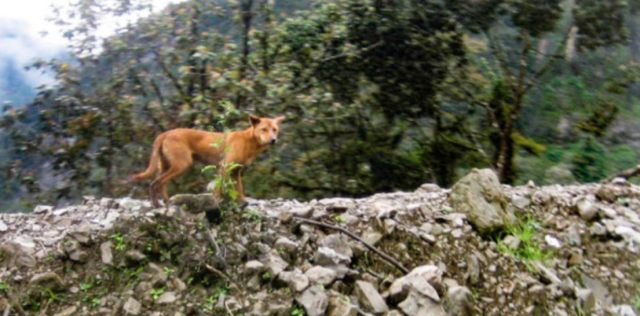 50 Tahun Hilang, Anjing Penyanyi Papua Kembali Ditemukan | kumparan.com