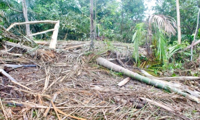 Kebun yang dirusak gajah. Foto: Siti Aisyah/acehkini 