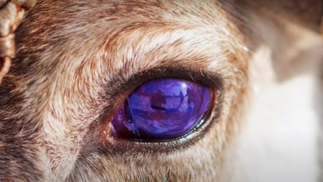 Mata Biru Rusa Kutub. Foto: Screen Yutube EvidenceforGod Channel