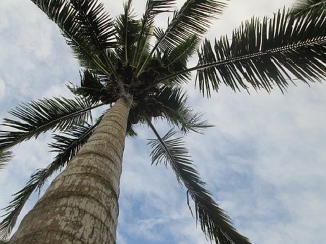 Ilustrasi pohon kelapa, dok: pixabay
