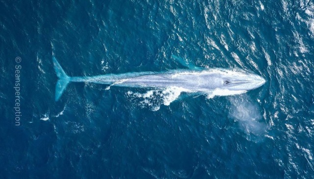 Penampakan langka paus biru di lautan Foto: Instagram seansperception