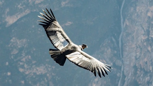 Burung Condor Andes. Foto: jmarti20 from Pixabay