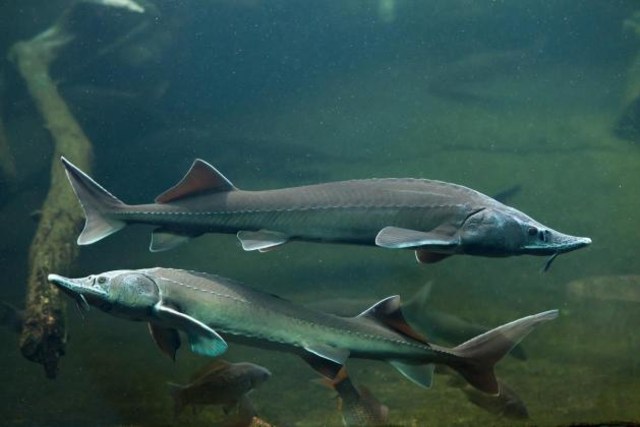 Ikan purba Sturgeon. Foto: Times of Malta