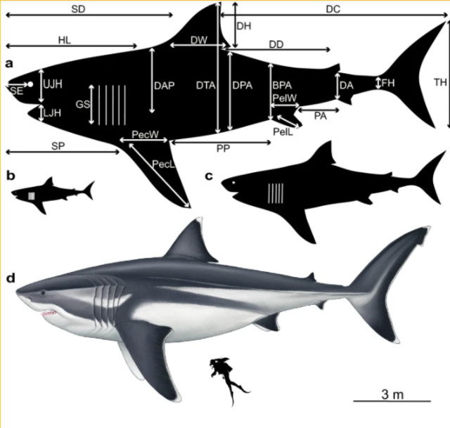 Peneliti Ungkap Misteri Ukuran Hiu Purba Megalodon (1)