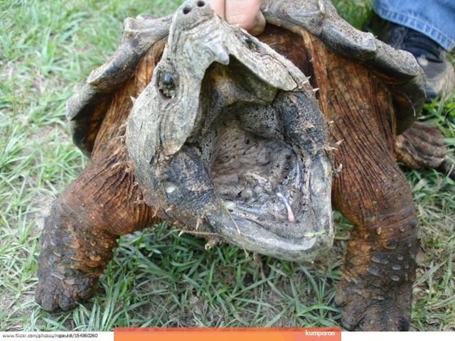 Ilustrasi kura-kura (Foto: Kumparan)