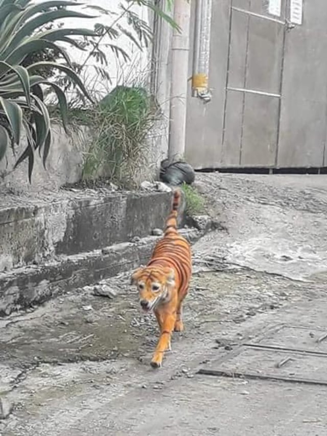 Viral seekor anjing di Malaysia dicat mirip Harimau. (Foto: Facebook/Persatuan Haiwan Malaysia)