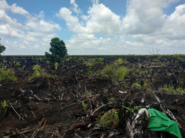 Salah satu lahan di Kabupaten Muaro Jambi yang terbakar pada 2019 lalu. Foto: Yovy Hasendra 