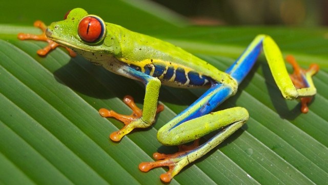 Katak Pohon Bermata Merah. Foto: skeeze from Pixabay