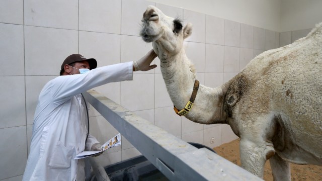 Dokter memeriksa kondisi seekor unta di Rumah Sakit Hewan Salam di Buraidah, Al Qassim, Arab Saudi. Foto: Ahmed Yosri/REUTERS