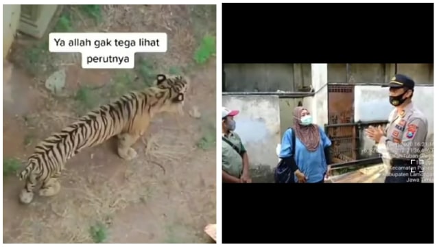 Viral harimau kurus di Kebun Biantang Maharani Zoo Lamongan. Sumber Foto: Instagram.com/@ndorobeii