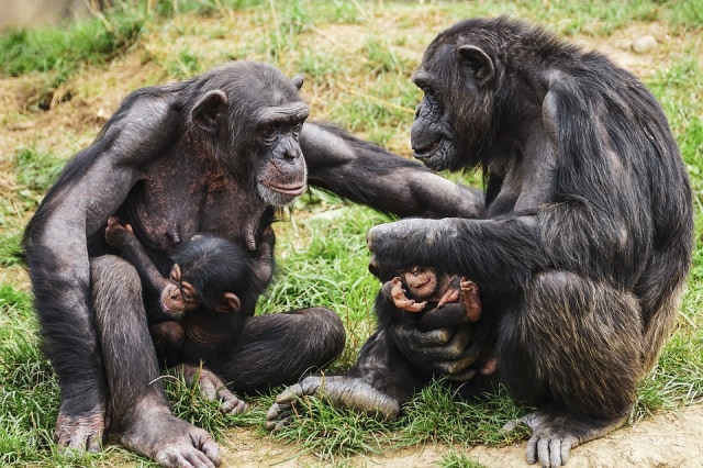 Keluarga Simpanse. Foto: suju from Pixabay