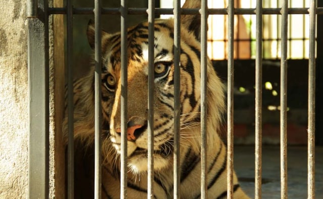Viral Video Harimau Sumatera Kurus di Kebun Binatang Lamongan, Ini Penjelasannya