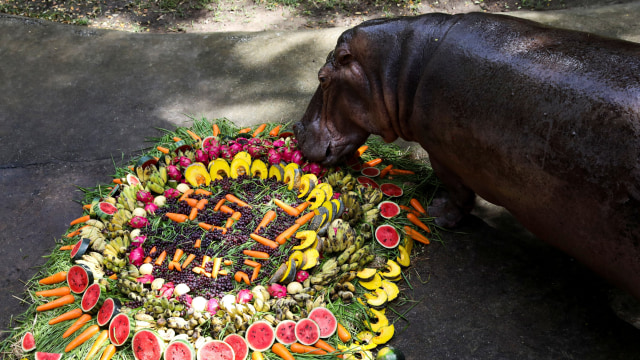 Kuda nil tertua di Thailand, Mae Mali makan buah dan sayuran saat pesta ulang tahunnya ke-55 di Kebun Binatang Khao Kheow, Chonburi, Thailand. Foto: Soe Zeya/REUTERS