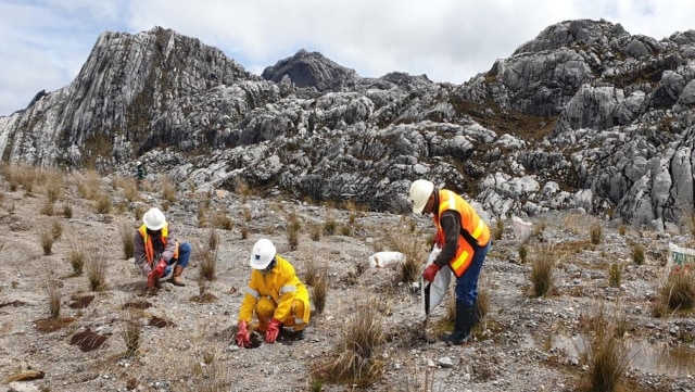 Reklamasi lahan bekas tambang PT Freeport Indonesia di area Grasberg. Foto: PTFI