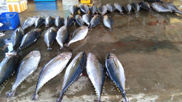 Tuna yang dihasilkan dari perairan wilayah laut di Kabupaten Donggala, Sulteng. Foto: Kristina Natalia/PaluPoso