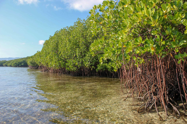 Hutan mangrove. Photo: Blue Forests/Flickr CC