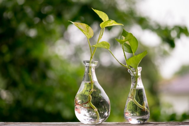 Ilustrasi propagate atau membiakkan tanaman. Foto: Shutterstock