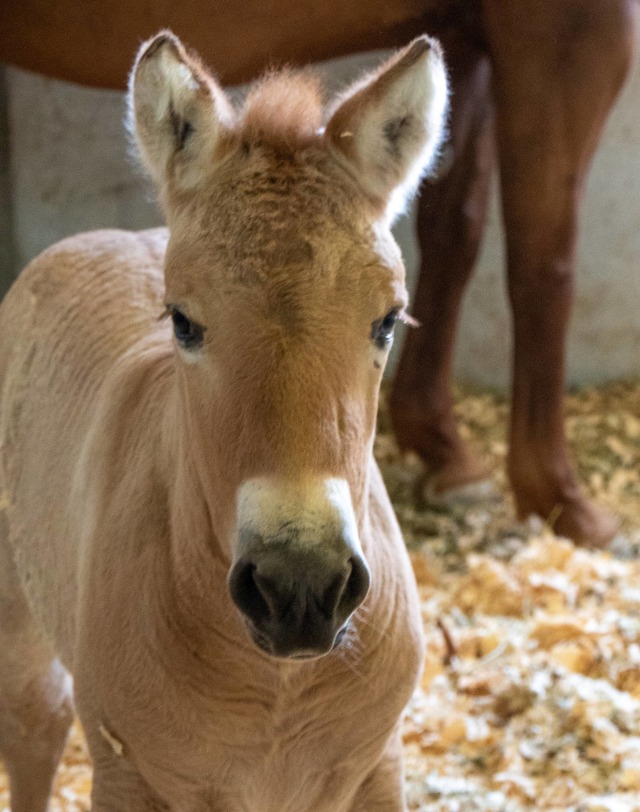 Kurt, kuda Przewalkski hasil kloningan pertama di dunia. Foto: Scott Stine via sandiegozoo
