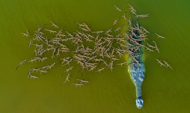 Buaya gharial langka gendong 100 bayi Foto: Dhritiman Mukherjee/Instagram