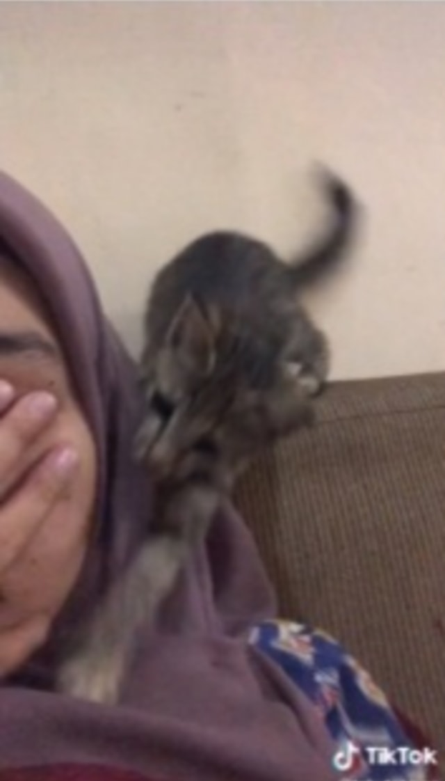 Viral seekor kucing beri perhatian dengan mengusap wajah pemiliknya yang tengah bersedih. (Foto: TikTok/@tahutempe)