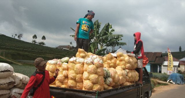 Petani di Desa Dawuhan terpaksa memanen kubis meskipun harga sedang anjlok. (Foto: Reza Abineri)