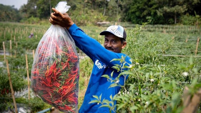 Menciptakan Pasar, Meningkatkan Kesejahteraan Petani (181371)