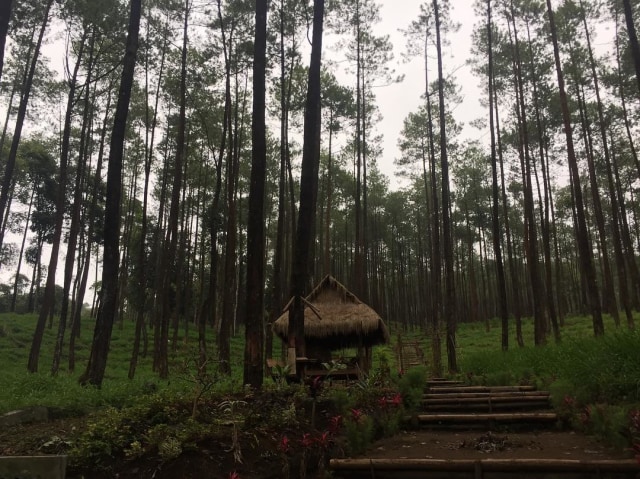 Hutan Pinus Keraton. Foto: Instagram @robbifrost