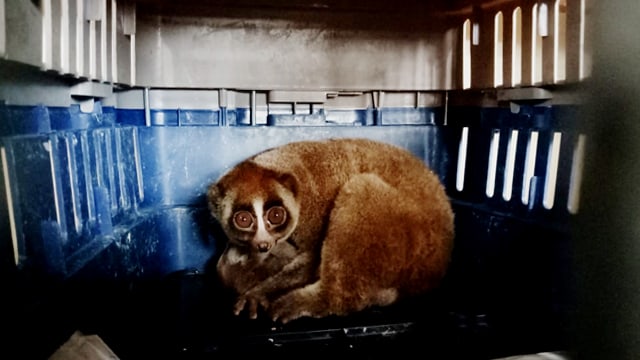 Seekor Kukang yang diamankan dari tangan kedua pelaku (Foto: Dok. BKSDA Sumbar)