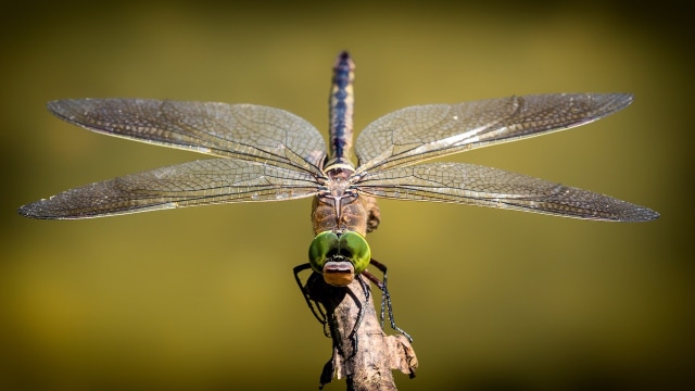 Ilustrasi serangga. Foto: Pixabay. 