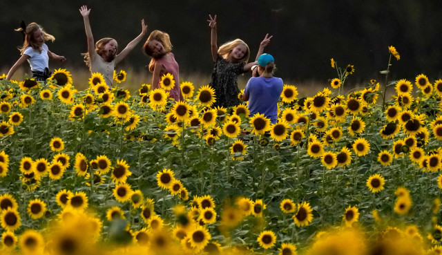 Ladang Bunga Matahari di Kansas, Amerika. Foto: AP Photo/Charlie Riedel