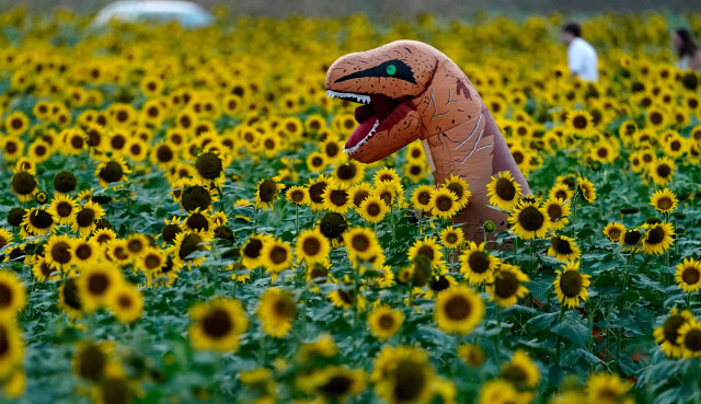 Ladang Bunga Matahari di Kansas, Amerika. Foto: AP Photo/Charlie Riedel