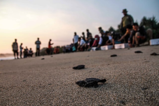 Foto: Pantai Bajulmati yang Jadi Ibu Kota Penyu (212809)